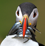 Puffin with sand eels 2
