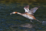 Great Crested Grebe (Podiceps cristatus) with prey