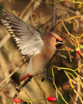 Waxwing about to take off at Bletchley