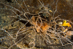Eupolymnia nebulosa