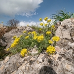 Golden or yellow Alyssum (Alyssum saxatile)