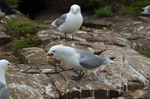 Kittiwakes