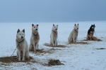 Huskies 2686