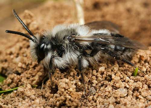 [i]Andrena cineraria]/i] male. Warwickshire, April 2013.