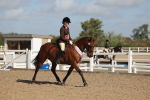 Class 804 - Ridden Veteran Pony portfolio