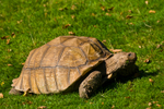 Tortoise - 0513