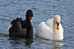 Black Swan portfolio