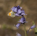 Orange Tip Butterfly