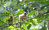 Young mandrills