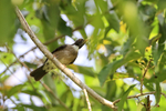 White-throated Thrush, Playa Cativo Lodge, Costa Rica