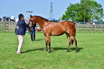 SBM_01100
