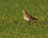 Golden Plover (non-breeding plumage), Oxfordshire