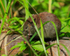 Red-backed Vole, Johnston Canyon, Banff, Canada