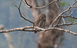 Asian Barred Owlet