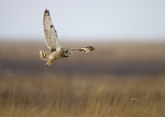 SHORT EARED OWL / REF SEO 3