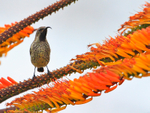 Amethyst Sunbird portfolio