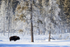 Bison and frosted trees, Yellowstone National Park, Wyoming, USA