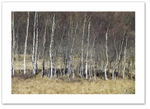 Identity Parade ♦ ATHOLL WOODS