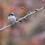 Long Tailed Tit (Autumn)