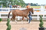 Trot Up 4pm to 5pm portfolio