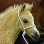 Welsh pony Foal
