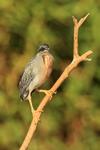 Striated Heron (adult) on branch, Mato Grosso, Brazil