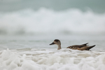Crested Duck swimming in sea, Saunders Island, Falklands