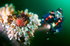 Diver observes reef 1