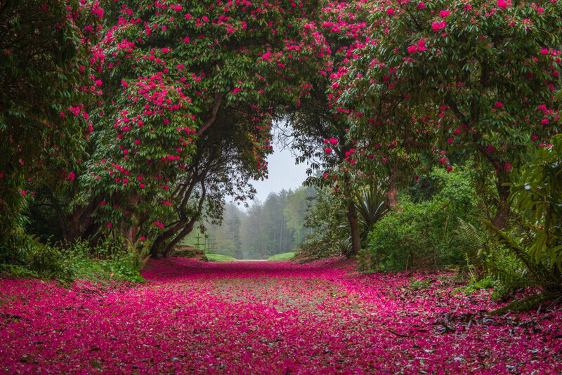 Rhododendron Bloom, Kilmacurragh, Co Wicklow