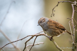 Dunnock (Prunella modularis) looking curious!