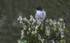 Sardinian Warbler