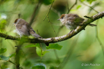 Blackcaps in foliage