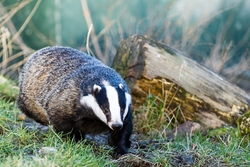 Badger