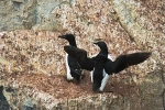 Bruennich guillemots 9308
