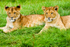 Lion cubs - 2152_00012