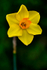 Single Daffodil - DSC_3774