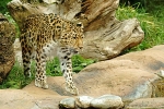 Amur leopard - Milena (Colchester Zoo)