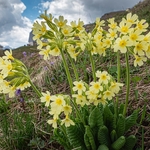 True Oxlip (Primula elatior) also just Oxlip growing with alpine snowbell (Soldanella alpina