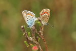 Silver-studded Blue butterflies mating, Arne RSPB, Dorset