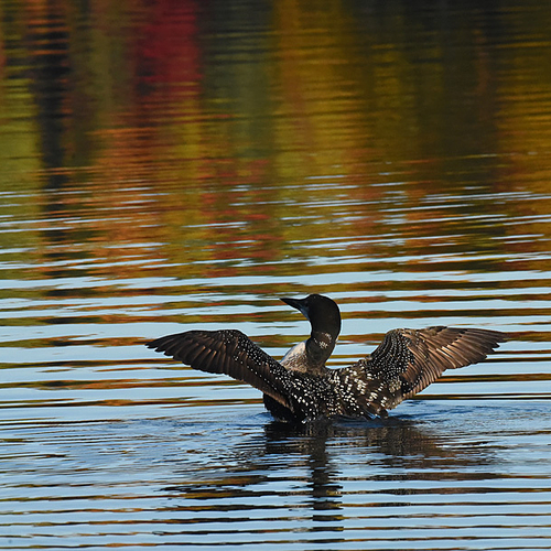 A Common Loon bathed in autumn hues.