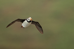 Horned Puffin cocked head flying, Duck Island, Alaska