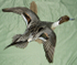 MY PINTAIL
