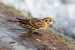 Lapland Bunting at the water's edge