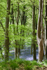 Bluebells