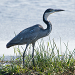 Black-headed Heron at a water hole
