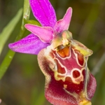 Apulian Ophrys (Ophrys fuciflora ssp. apulica)