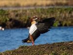Egyptian Goose
