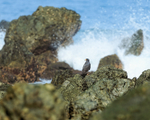 Common Black Hawk, Casa Corcovado, Costa Rica