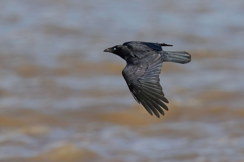 Carrion Crow - Dee Estuary - North Wales