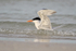 Royal Tern (breeding adult) bathing, Fort De Soto Park, Florida